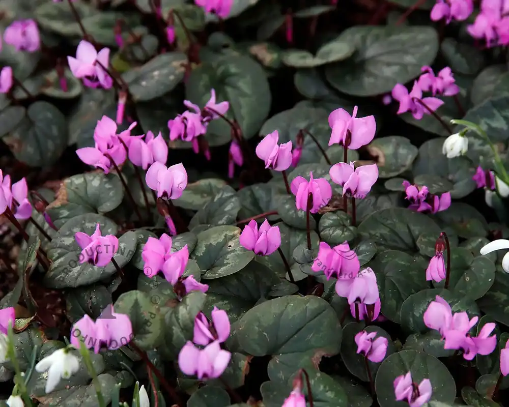 Premiumkwaliteit | Cyclamen coum