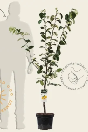 Aanbieding | Cydonia oblonga ‘Vranja‘ - laagstam