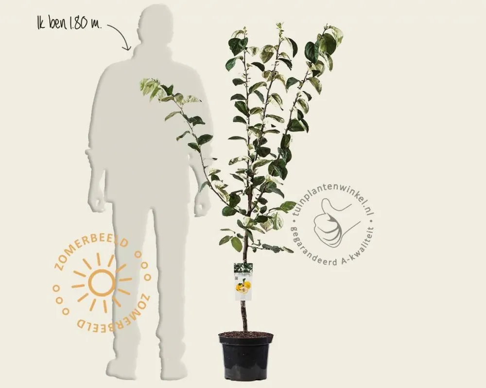 Aanbieding | Cydonia oblonga ‘Vranja‘ - laagstam