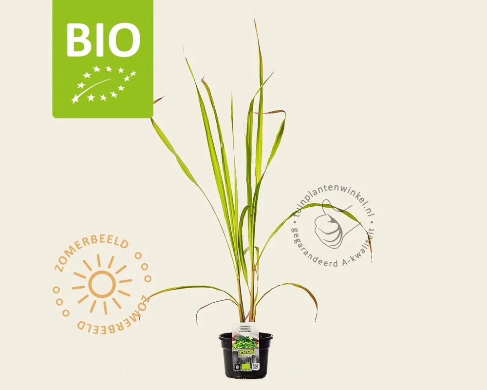 Cymbopogon flexuosus Puur | Extra korting