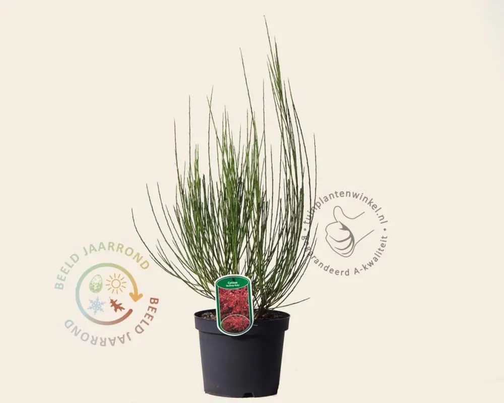 Cytisus ‘Boskoop Ruby‘ | Trending