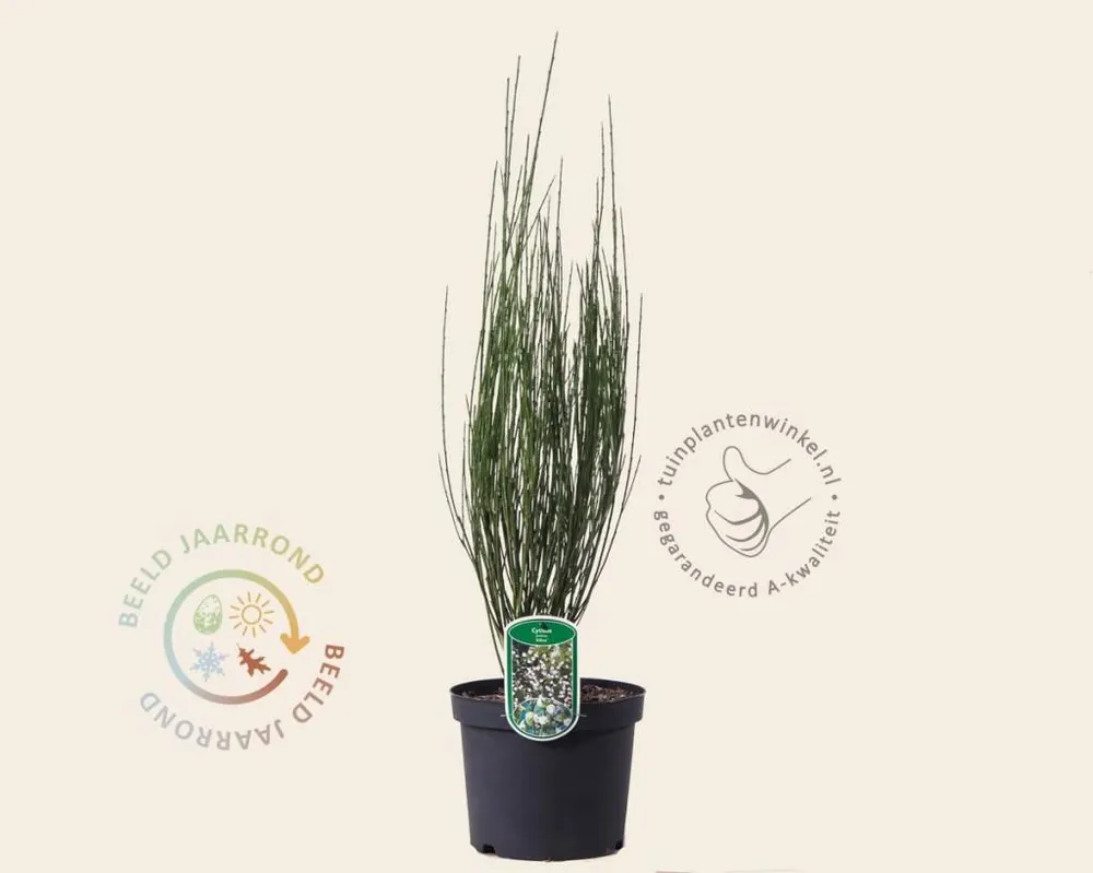 Hoog gewaardeerd - Cytisus praecox ‘Albus‘