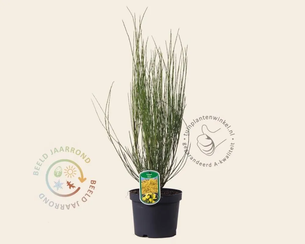 Topproduct | Cytisus praecox ‘Allgold‘