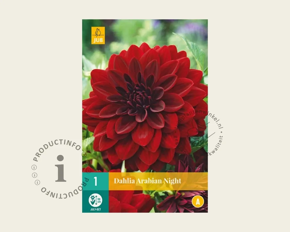 Koopje | Dahlia ‘Arabian Night‘