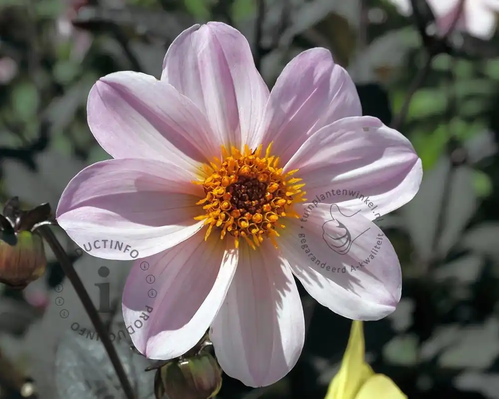 Dahlia ‘Bishop of Leicester‘ | Expreslevering