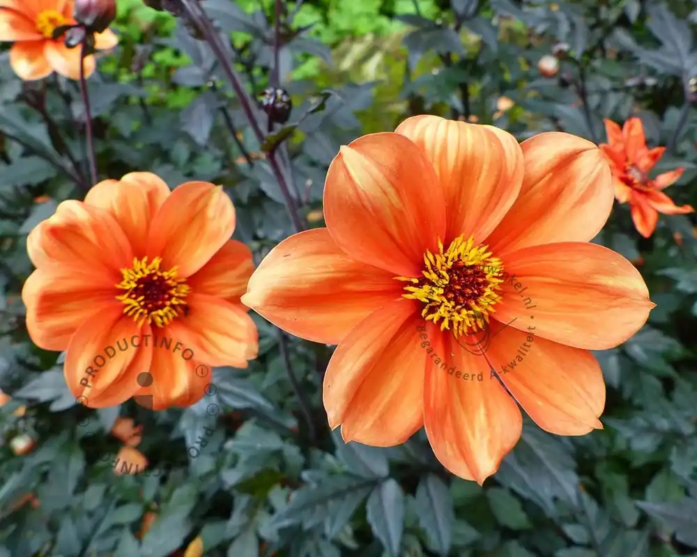 Dahlia ‘Bishop of Oxford‘ - Nieuw gelanceerd