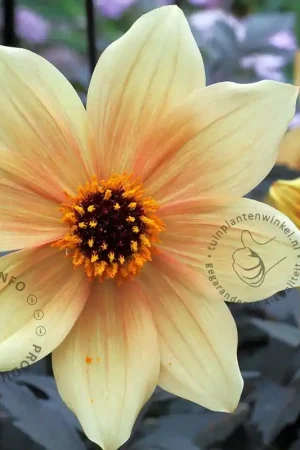Zojuist toegevoegd - Dahlia ‘Bishop of York‘