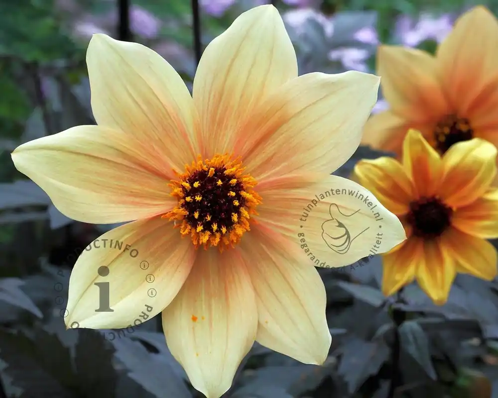 Zojuist toegevoegd - Dahlia ‘Bishop of York‘
