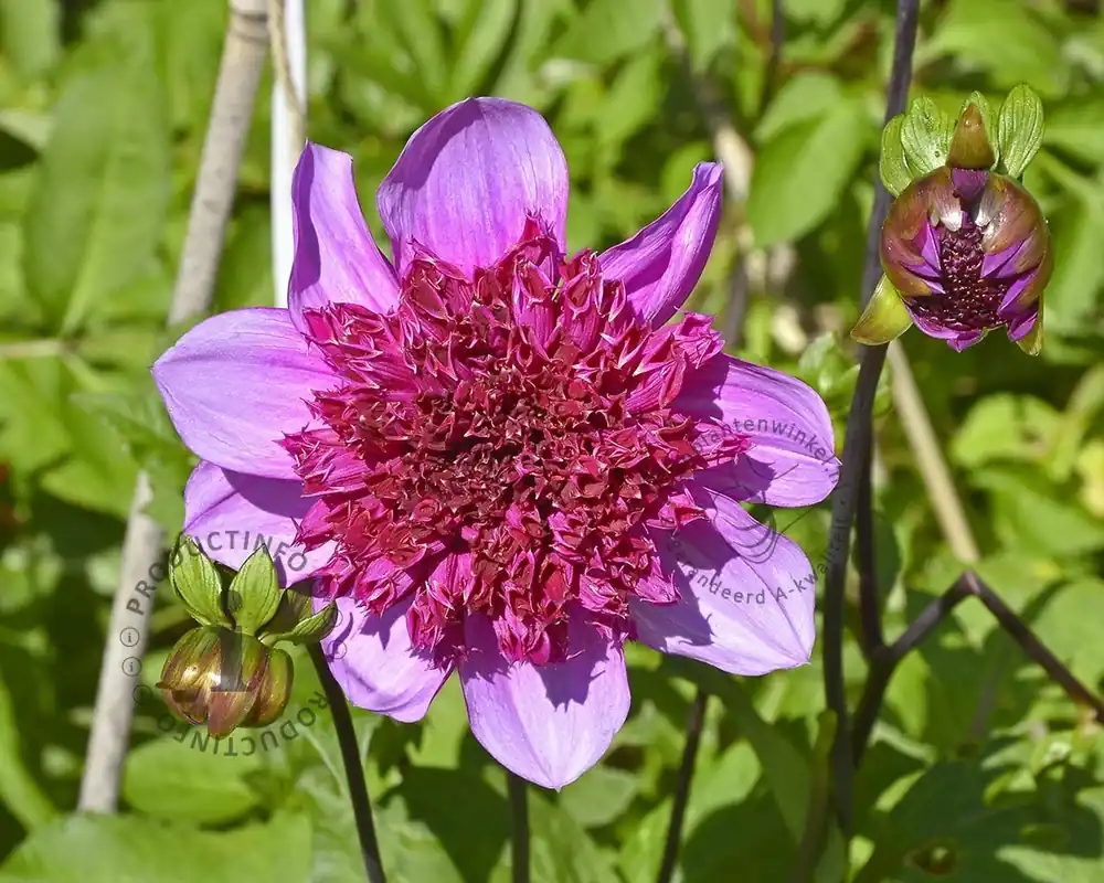 Dahlia ‘Blue Bayou‘ | Hoog gewaardeerd