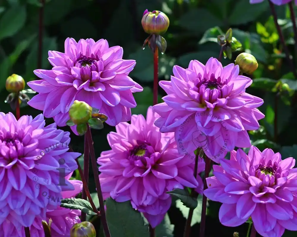 Dahlia ‘Bluetifull‘ - Premiumkwaliteit