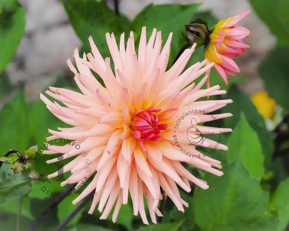 Rechtstreeks van de fabrikant - Dahlia Cactus Salmon