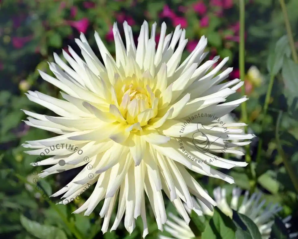 Dahlia Cactus White - Professionele kwaliteit