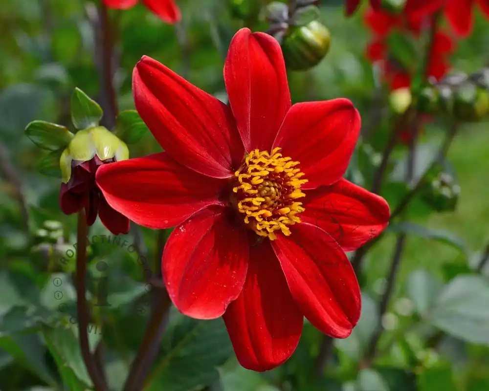 Makkelijk bestellen - Dahlia ‘Cherry Red‘