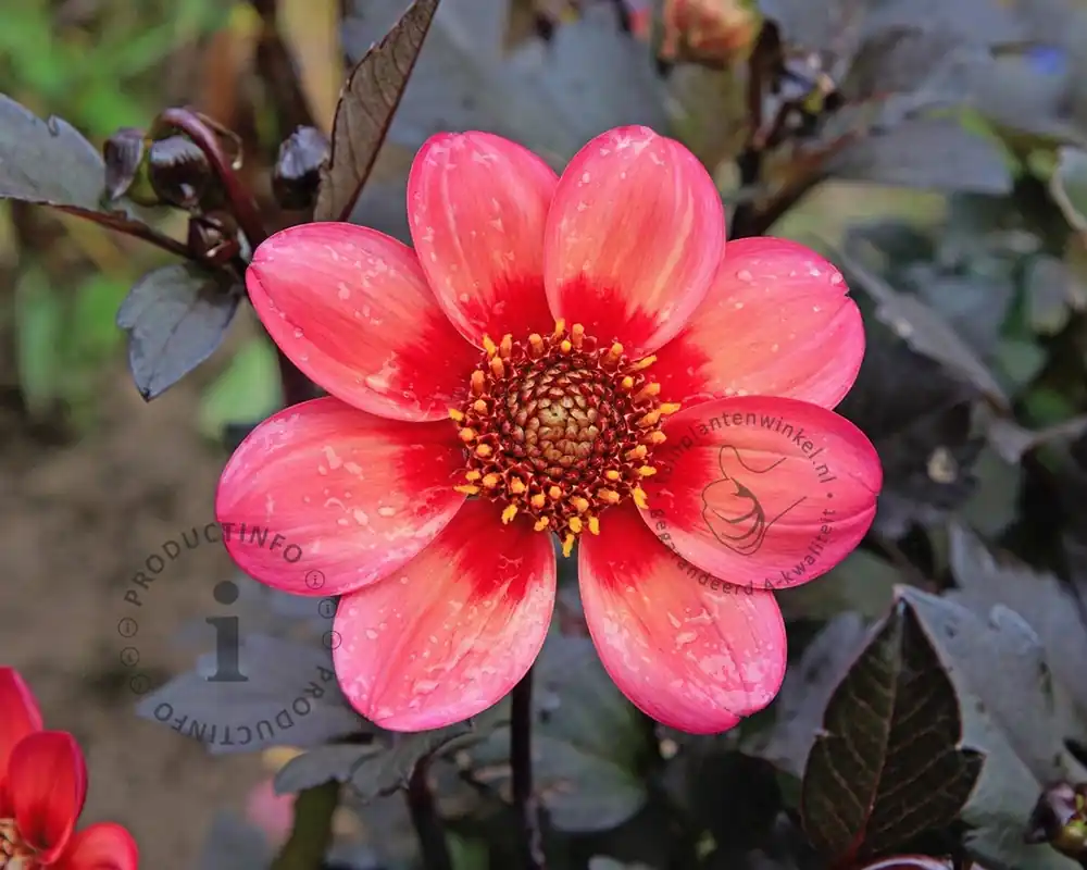 Rechtstreeks uit de fabriek - Dahlia ‘Dahlegria Tricolore‘