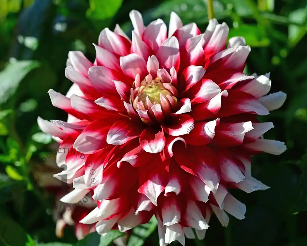Klaar voor verzending | Dahlia ‘Duet‘