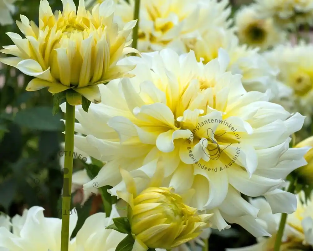 Meest verkocht | Dahlia ‘Grand Prix‘