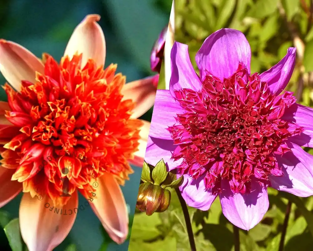 Dahlia Happy Daylight - Nieuw in het assortiment