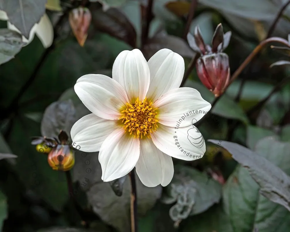 Dahlia ‘Happy Days Cream‘ | Topproduct