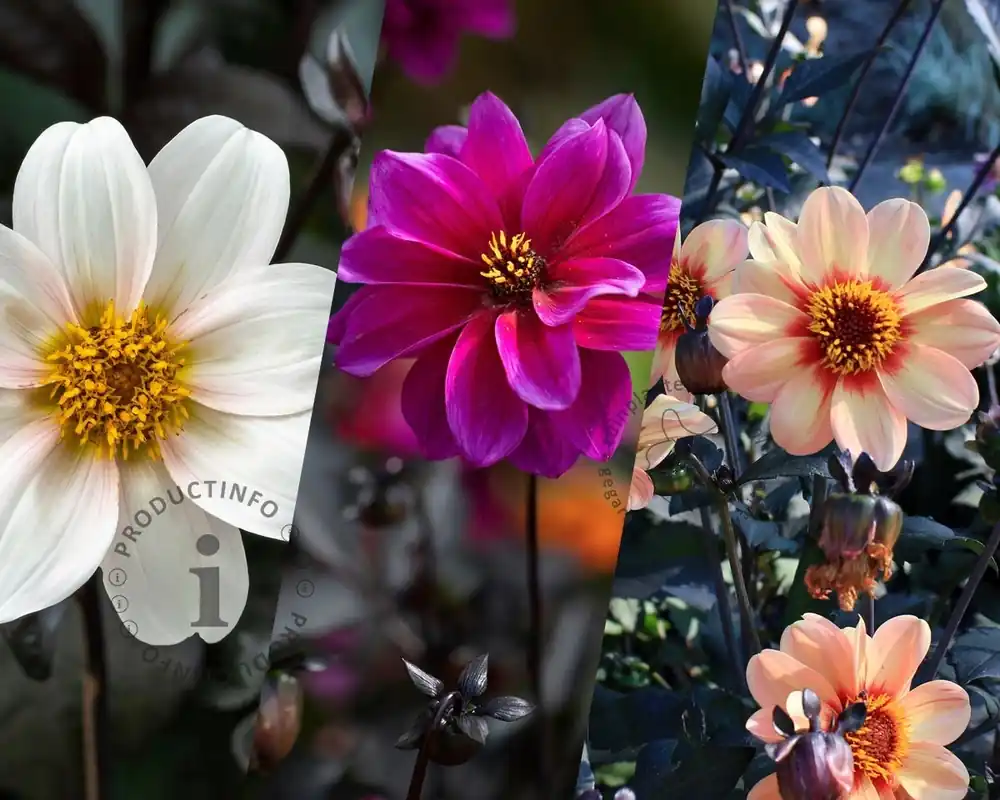 Alleen deze week | Dahlia Happy Single