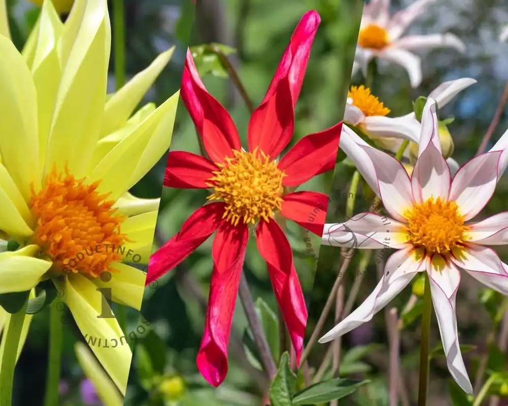 Dahlia Honka Mix - Veilig winkelen