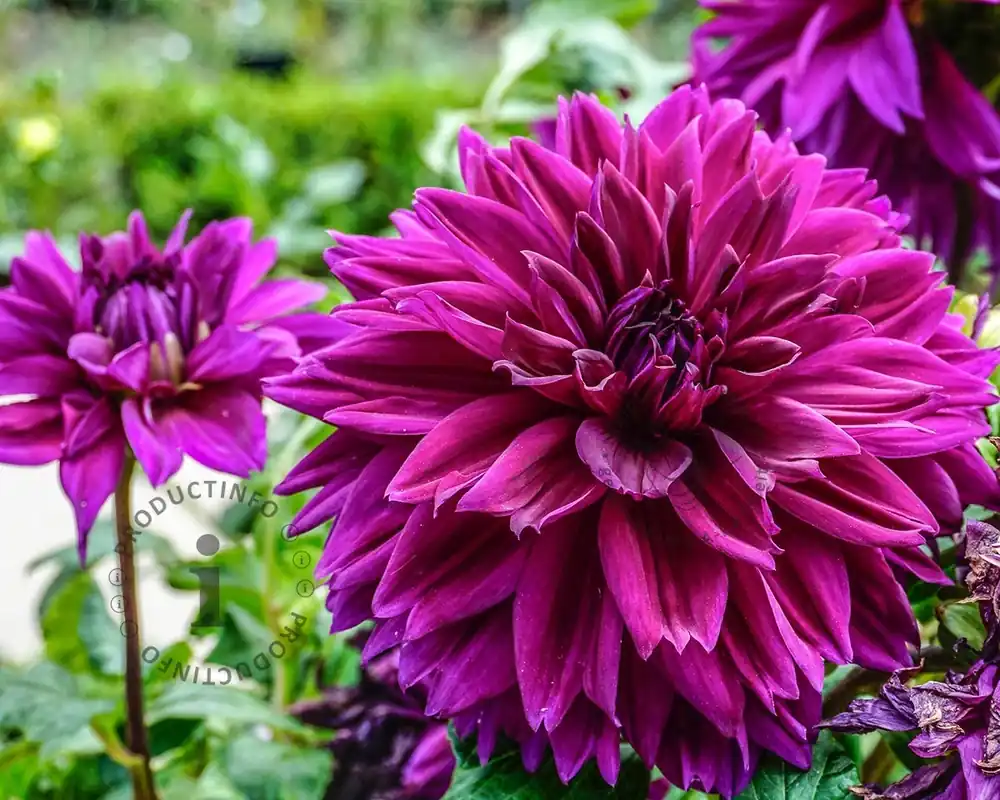 Dahlia ‘Le Baron‘ | Flitsaanbieding