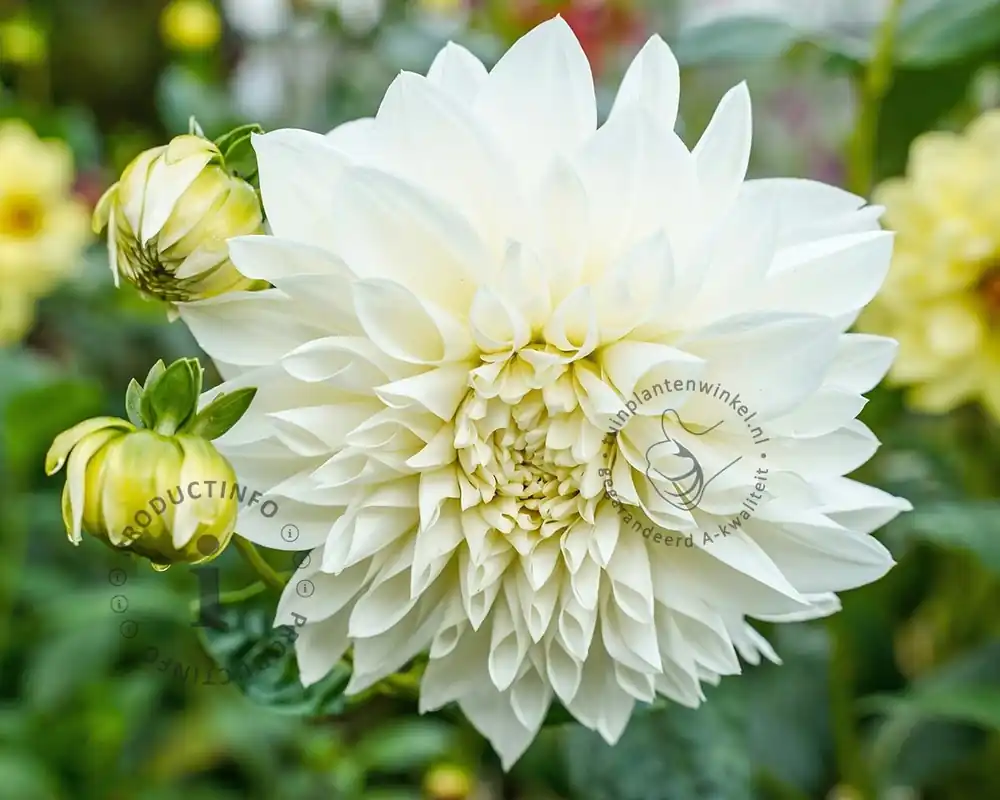 Dahlia ‘Le Castel‘ - Expreslevering