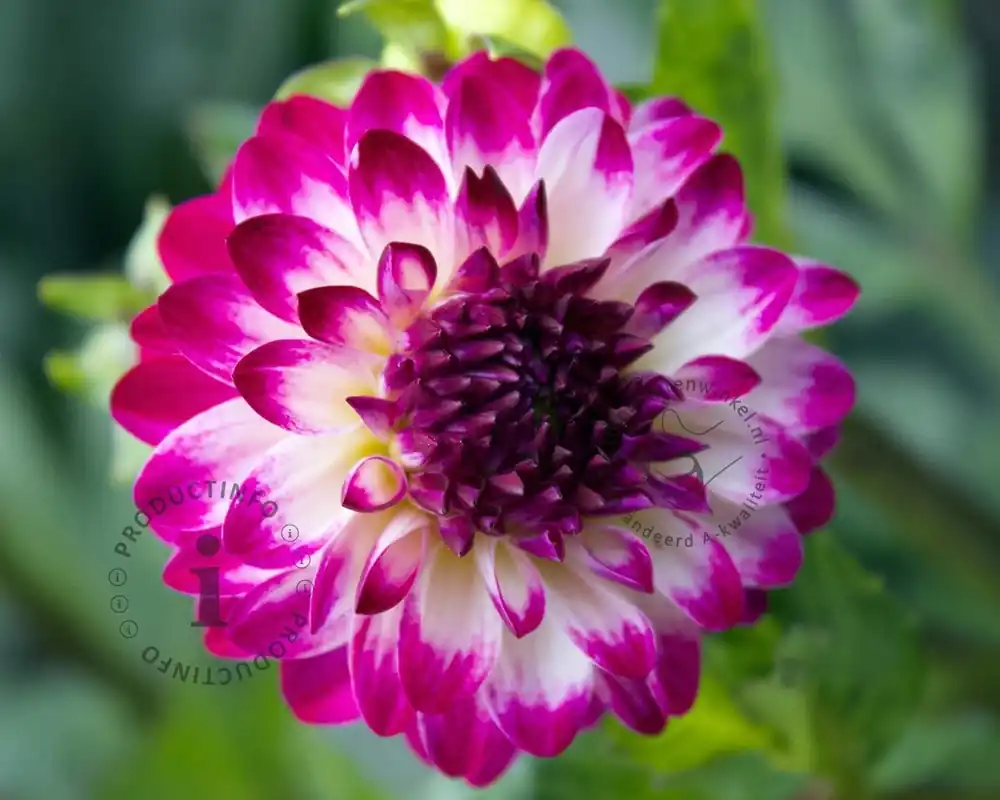Laatste stuks - Dahlia ‘Little Robert‘
