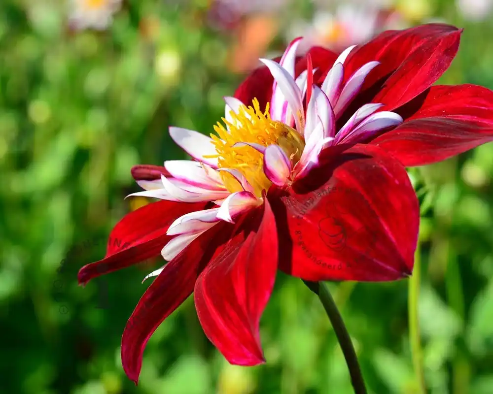Online bestellen - Dahlia ‘Mary Evelyn‘