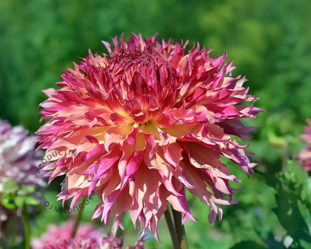 Dahlia ‘Myrtle‘s Folly‘ - Direct bestellen