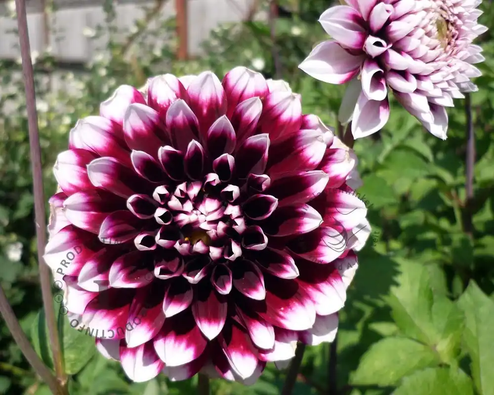 Outlet - Dahlia ‘Mystery Day‘