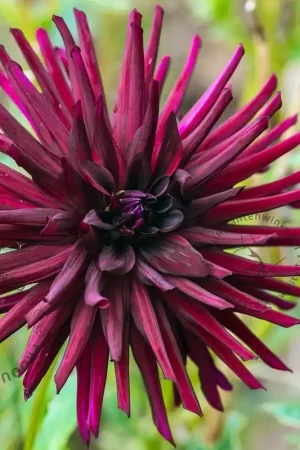 Zojuist toegevoegd | Dahlia ‘Nuit d‘Été‘