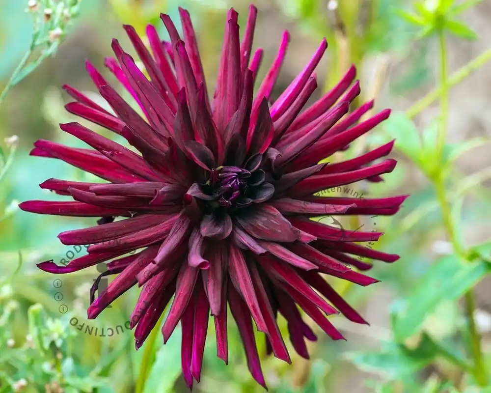 Zojuist toegevoegd | Dahlia ‘Nuit d‘Été‘