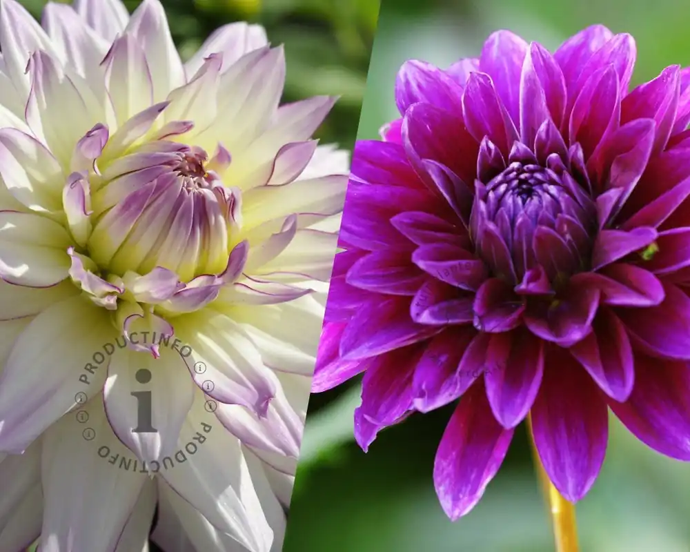 Bespaar nu | Dahlia Pink Purple Touch