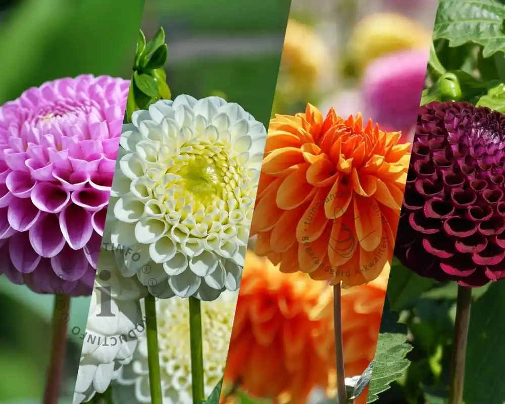 Topprijs - Dahlia Pompon Mix