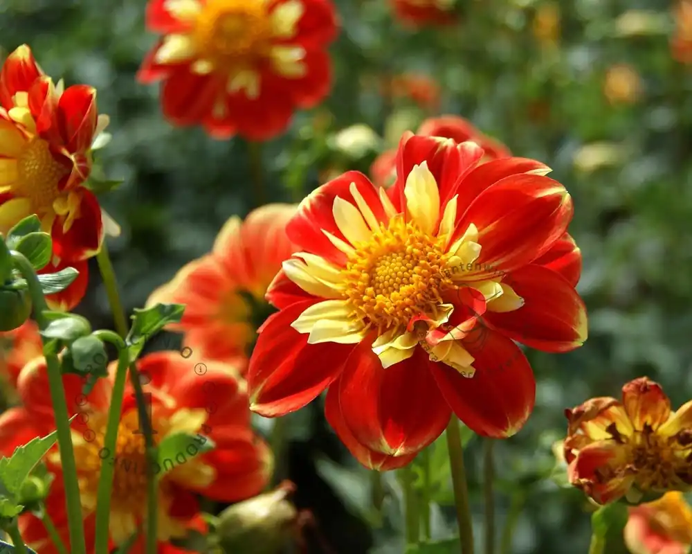 Bestel nu - Dahlia ‘Pooh‘