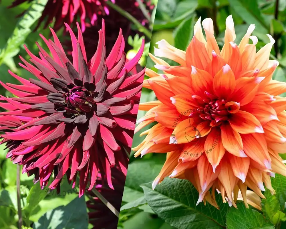 Dahlia Salt & Pepper | Alleen vandaag