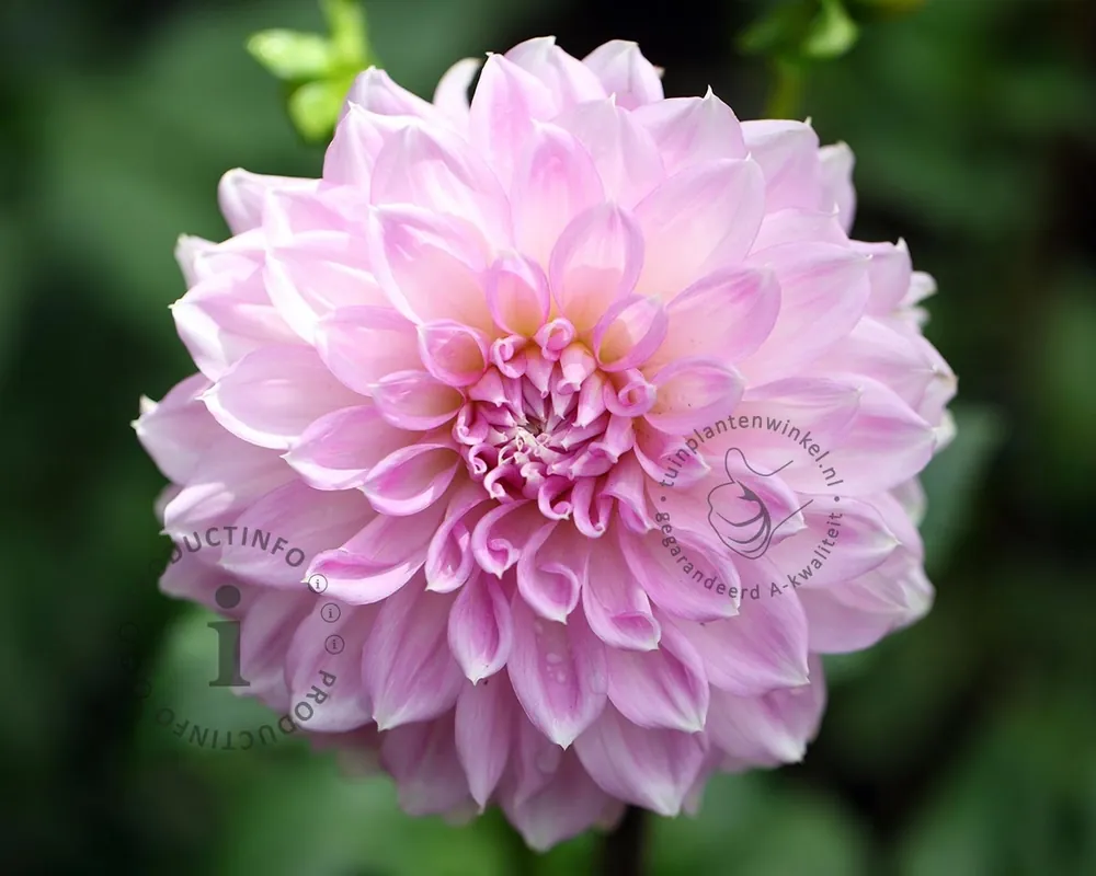 Direct bestellen - Dahlia ‘Sweet Love‘