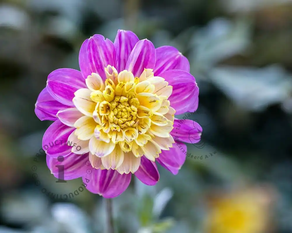 Online bestelbaar | Dahlia ‘Take Off‘