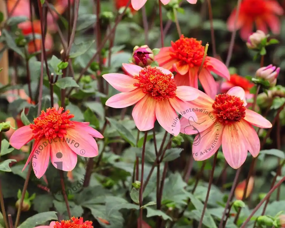 Veilig betalen - Dahlia ‘Totally Tangerine‘