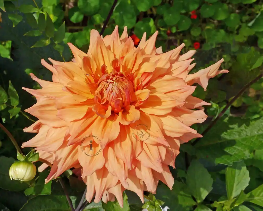 Dahlia ‘Tyrell‘ | Bestelbaar