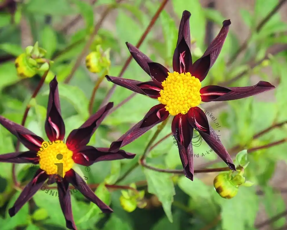 Topkwaliteit | Dahlia ‘Verrone‘s Obsidian‘