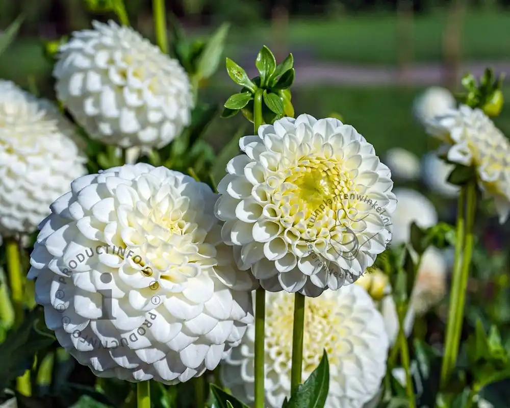 Sale | Dahlia ‘White Aster‘
