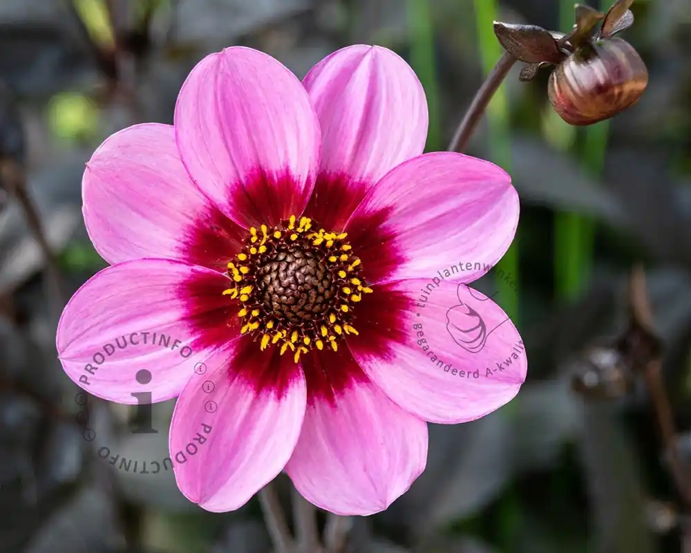 Erg populair | Dahlia ‘Wishes ‘n Dreams‘