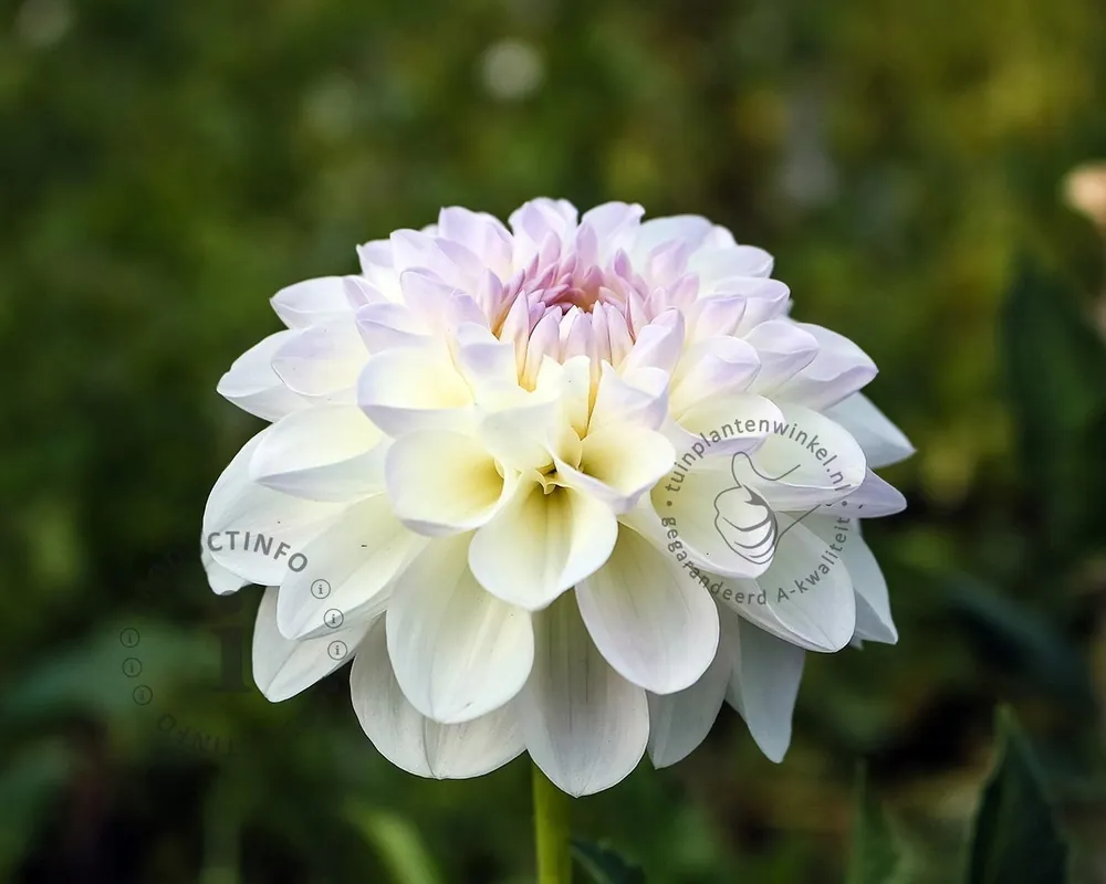 Scherpe prijs - Dahlia ‘Wittem‘