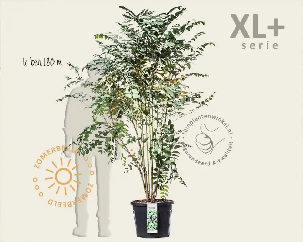 Lage prijs - Decaisnea fargesii - XL+