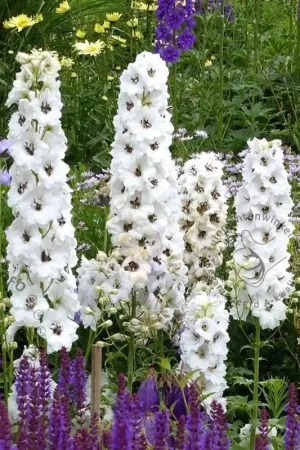 Aanrader - Delphinium pacific ‘Galahad‘