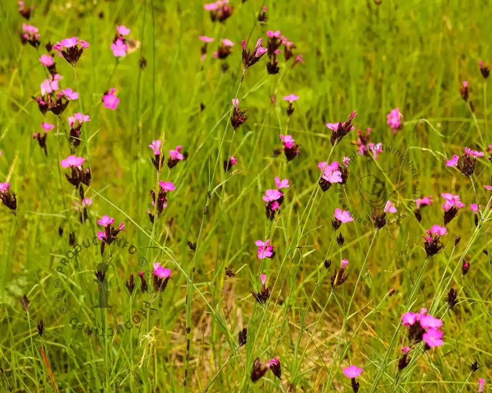 Dianthus carthusianorum - Bestel nu