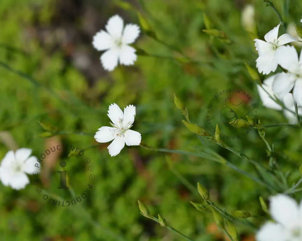 Dianthus deltoides ‘Albiflorus‘ | Op voorraad