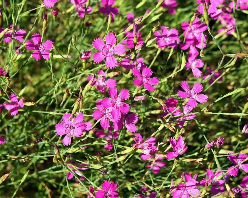 Prijsverlaging | Dianthus deltoides ‘Splendens‘