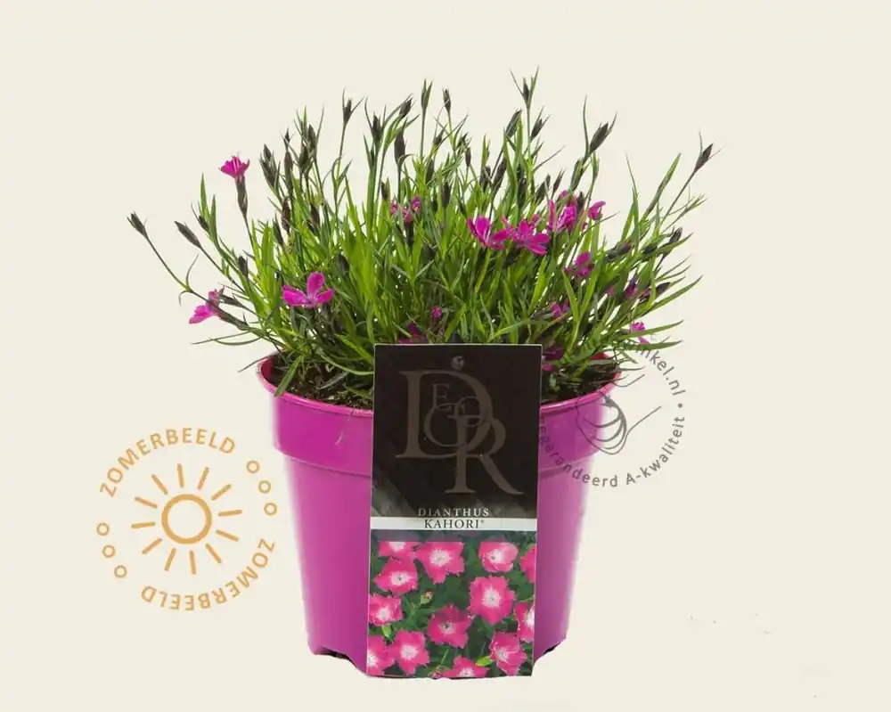 Dianthus ‘Kahori‘ | Topproduct